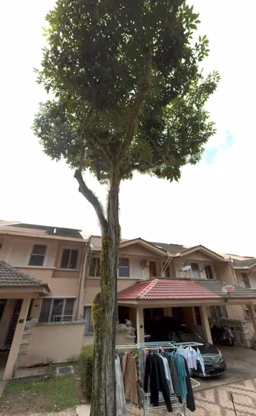 tree photo