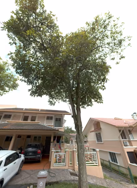 tree photo
