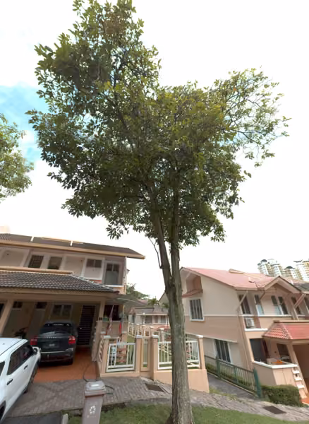 tree photo