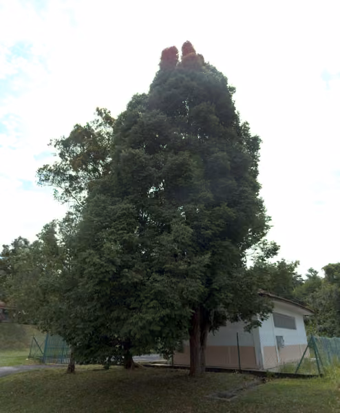 tree photo