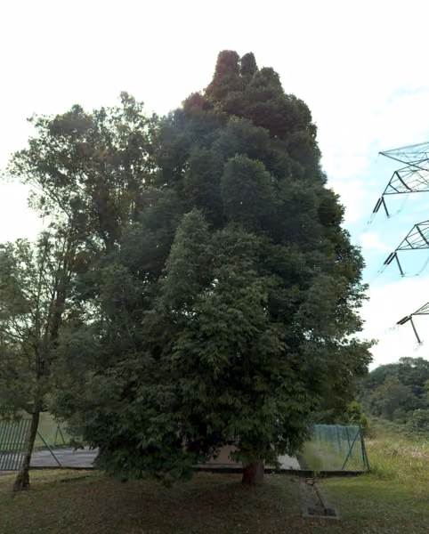tree photo