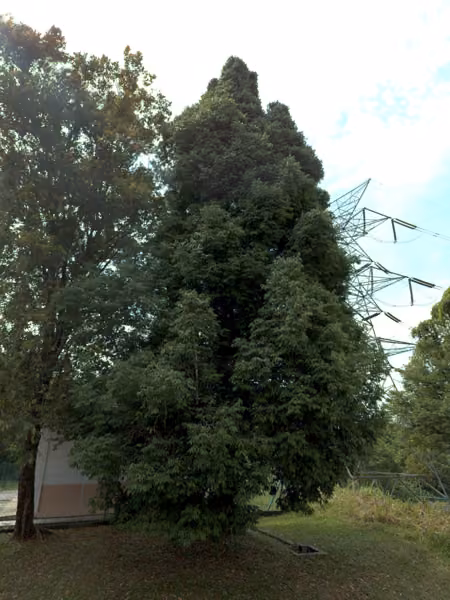 tree photo
