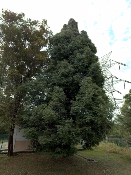 tree photo