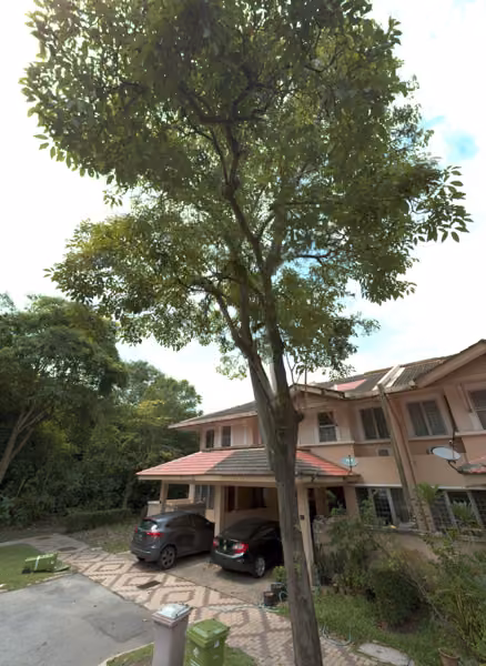 tree photo