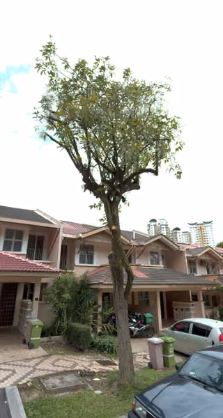 tree photo