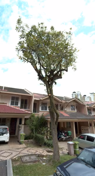 tree photo