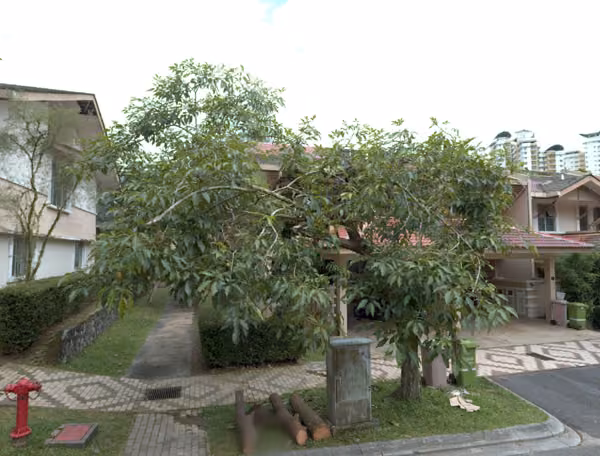 tree photo