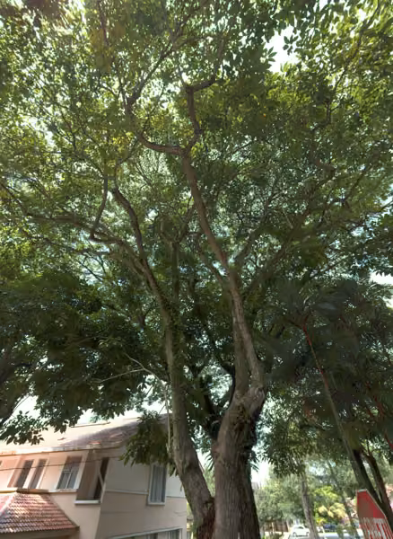 tree photo
