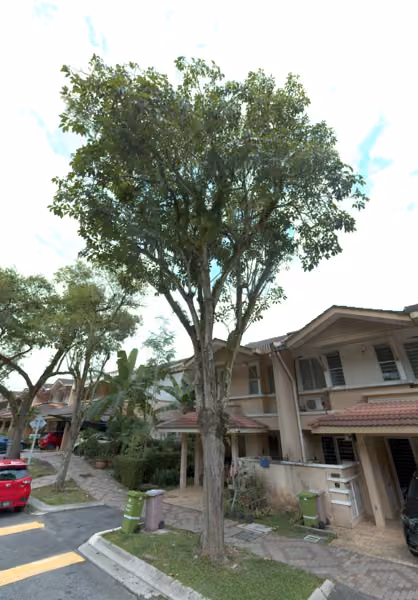 tree photo