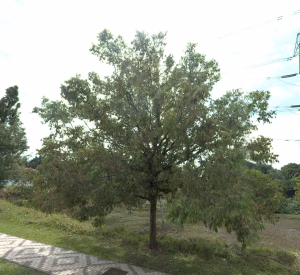 tree photo