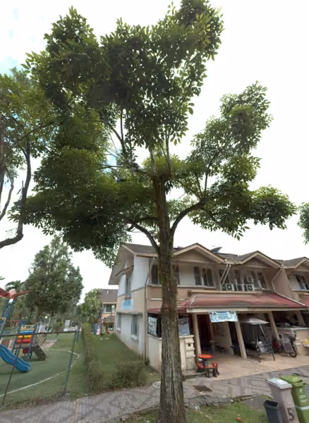 tree photo