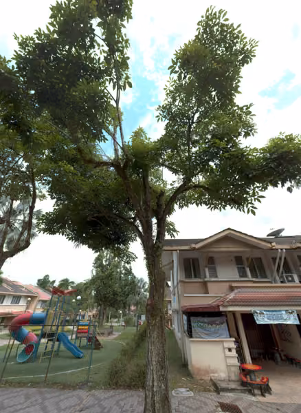 tree photo