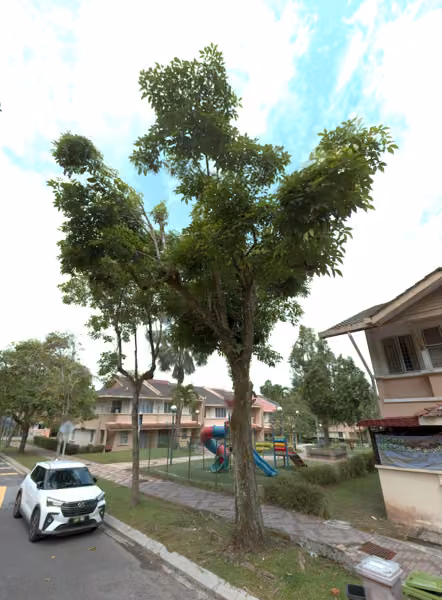 tree photo