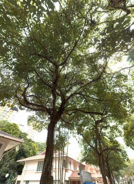 tree photo