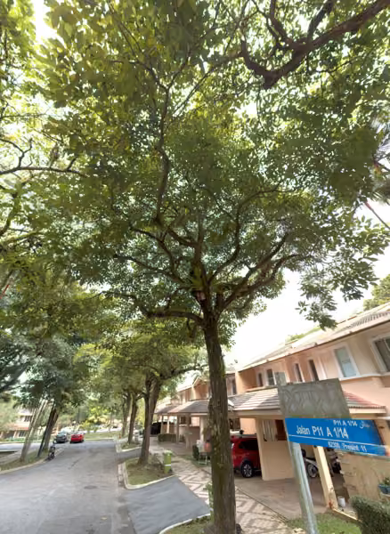 tree photo