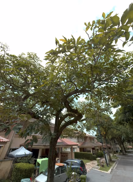 tree photo