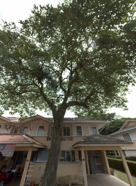 tree photo