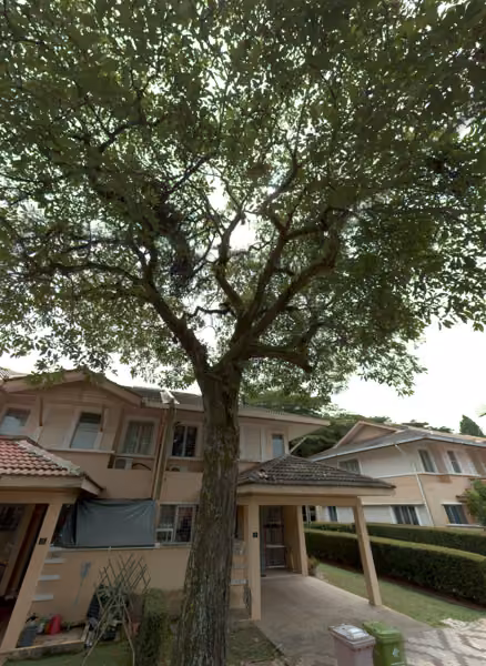 tree photo
