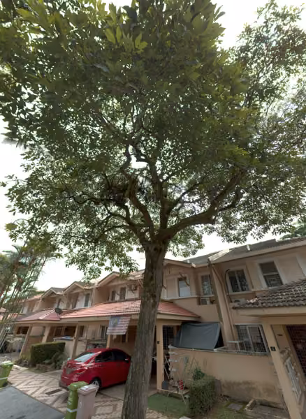 tree photo