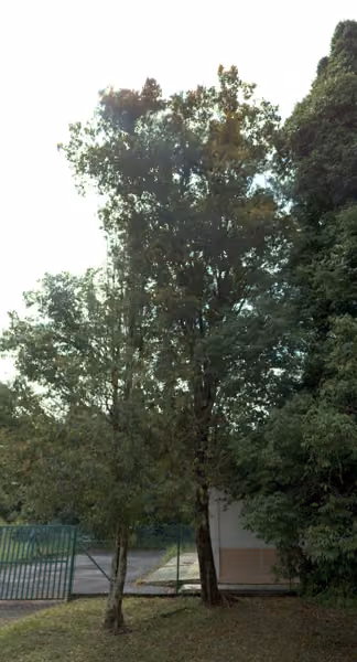 tree photo