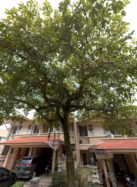 tree photo
