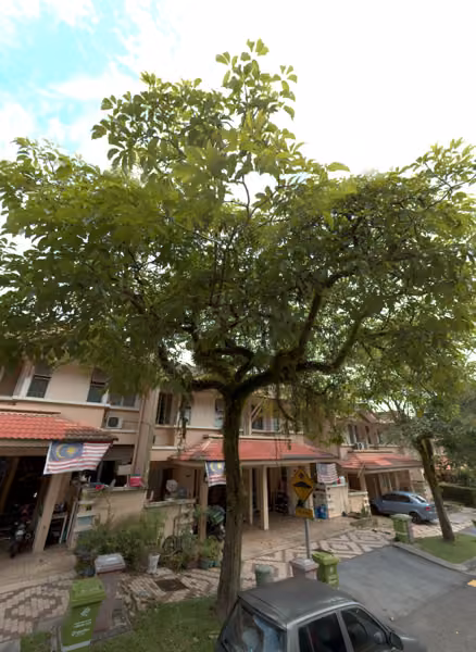 tree photo