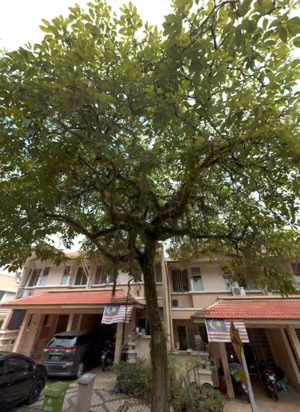 tree photo