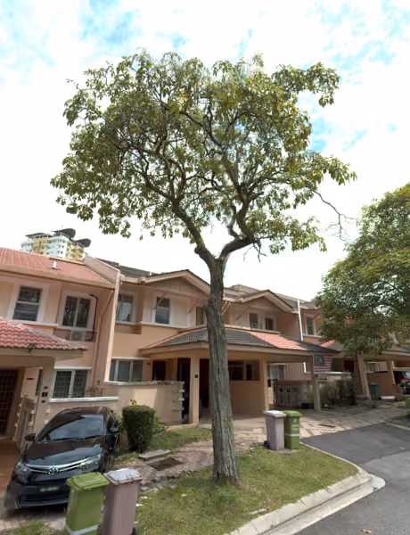 tree photo