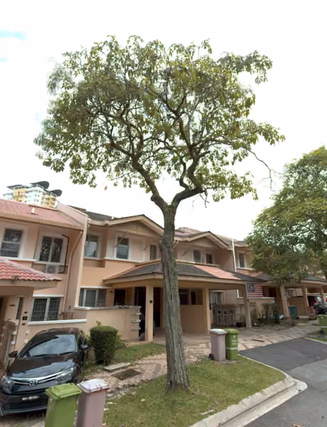 tree photo