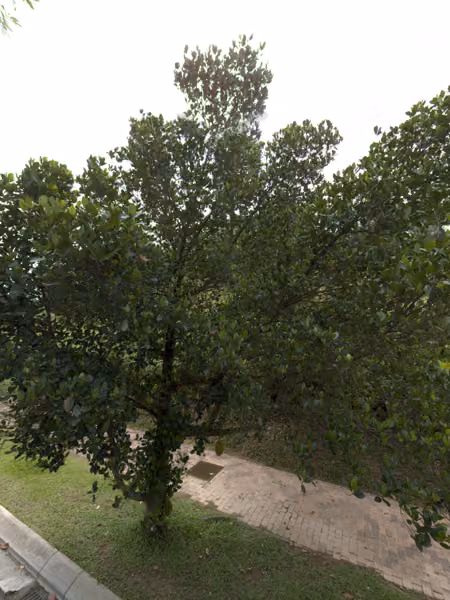 tree photo