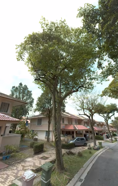 tree photo