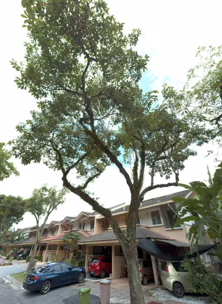 tree photo