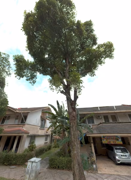 tree photo