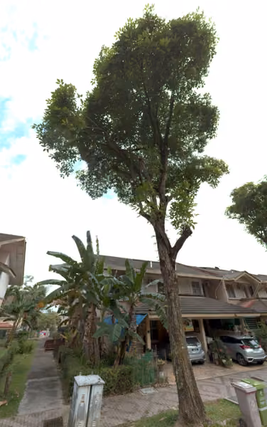 tree photo
