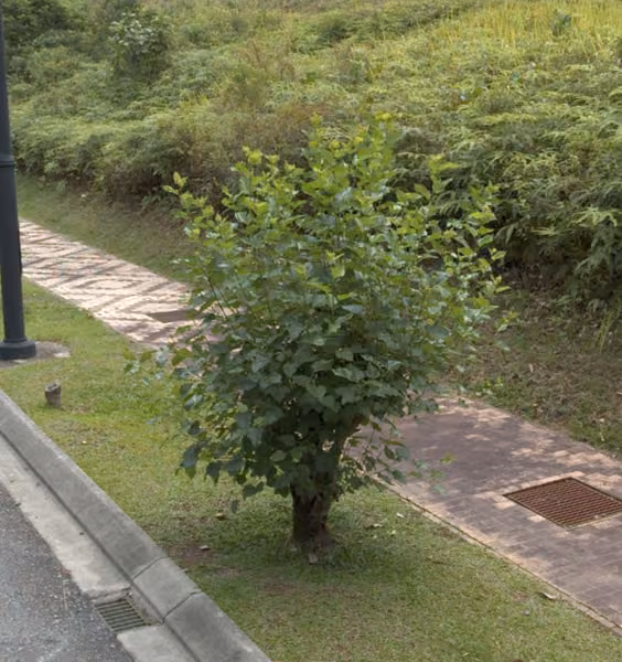 tree photo