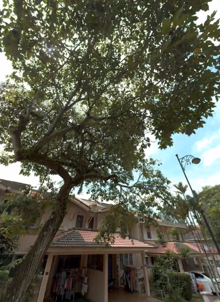 tree photo