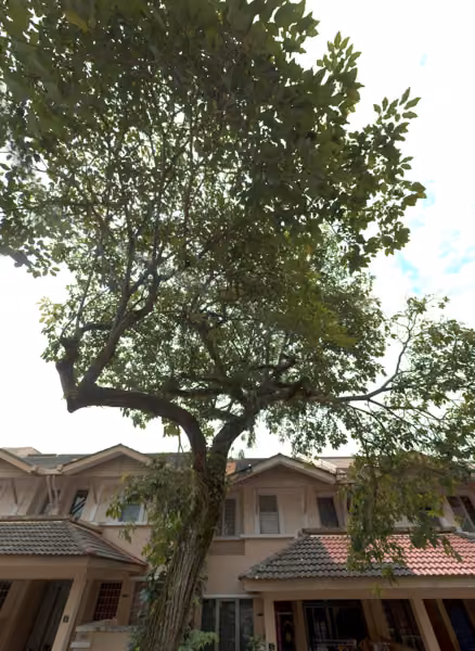 tree photo
