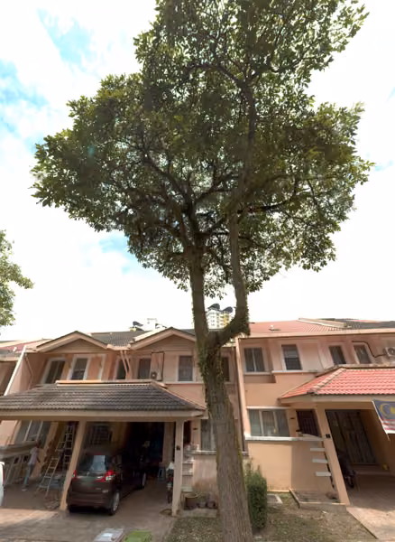 tree photo