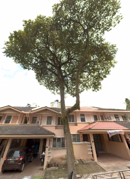 tree photo
