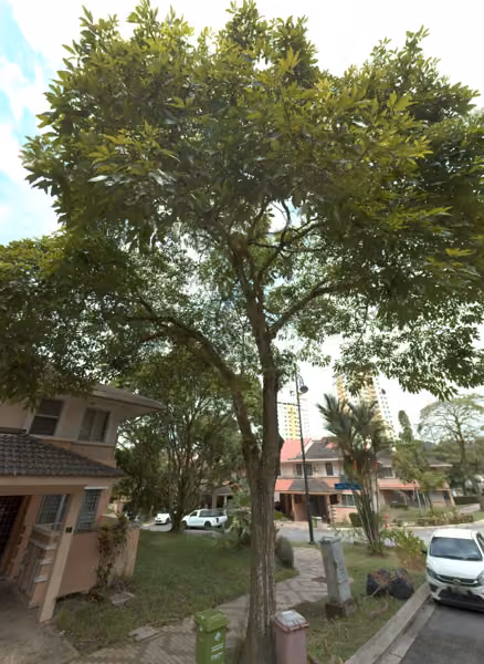 tree photo