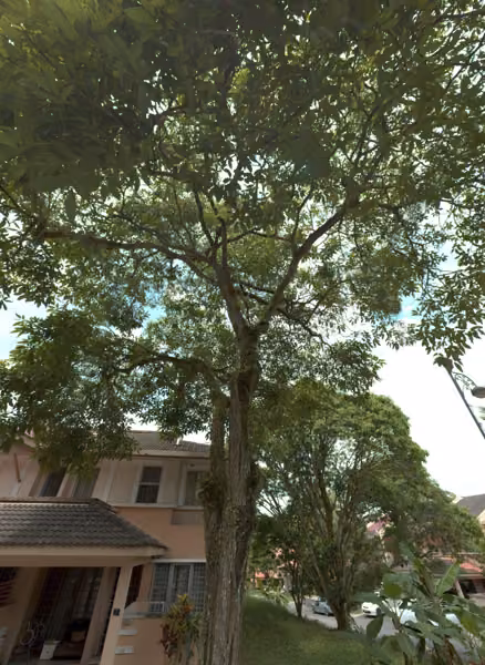 tree photo