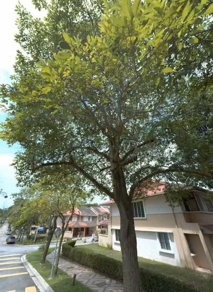 tree photo