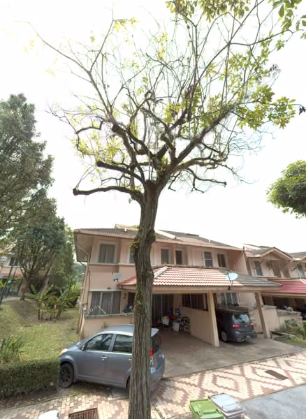 tree photo