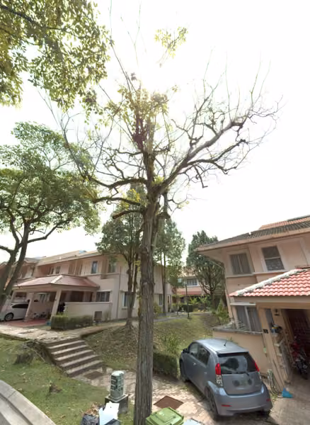 tree photo