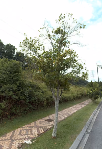 tree photo