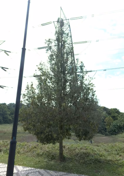 tree photo