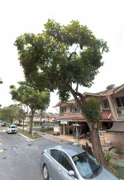 tree photo