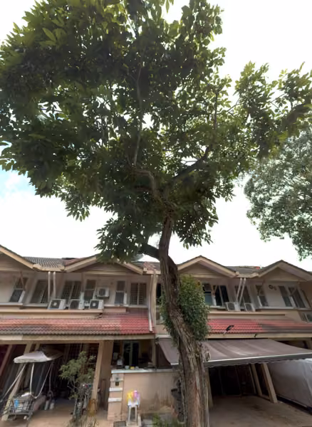 tree photo