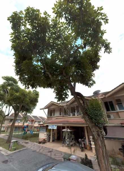 tree photo