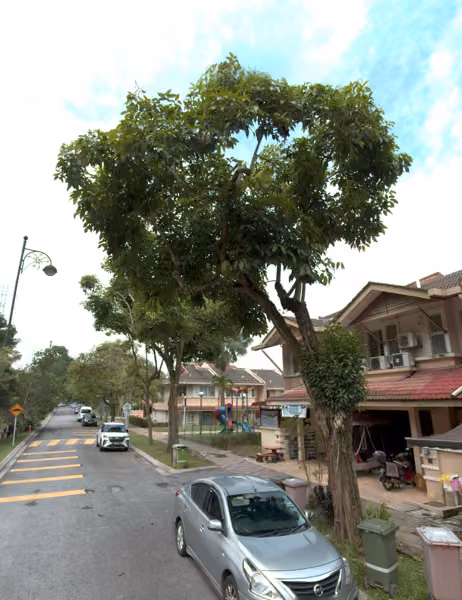 tree photo